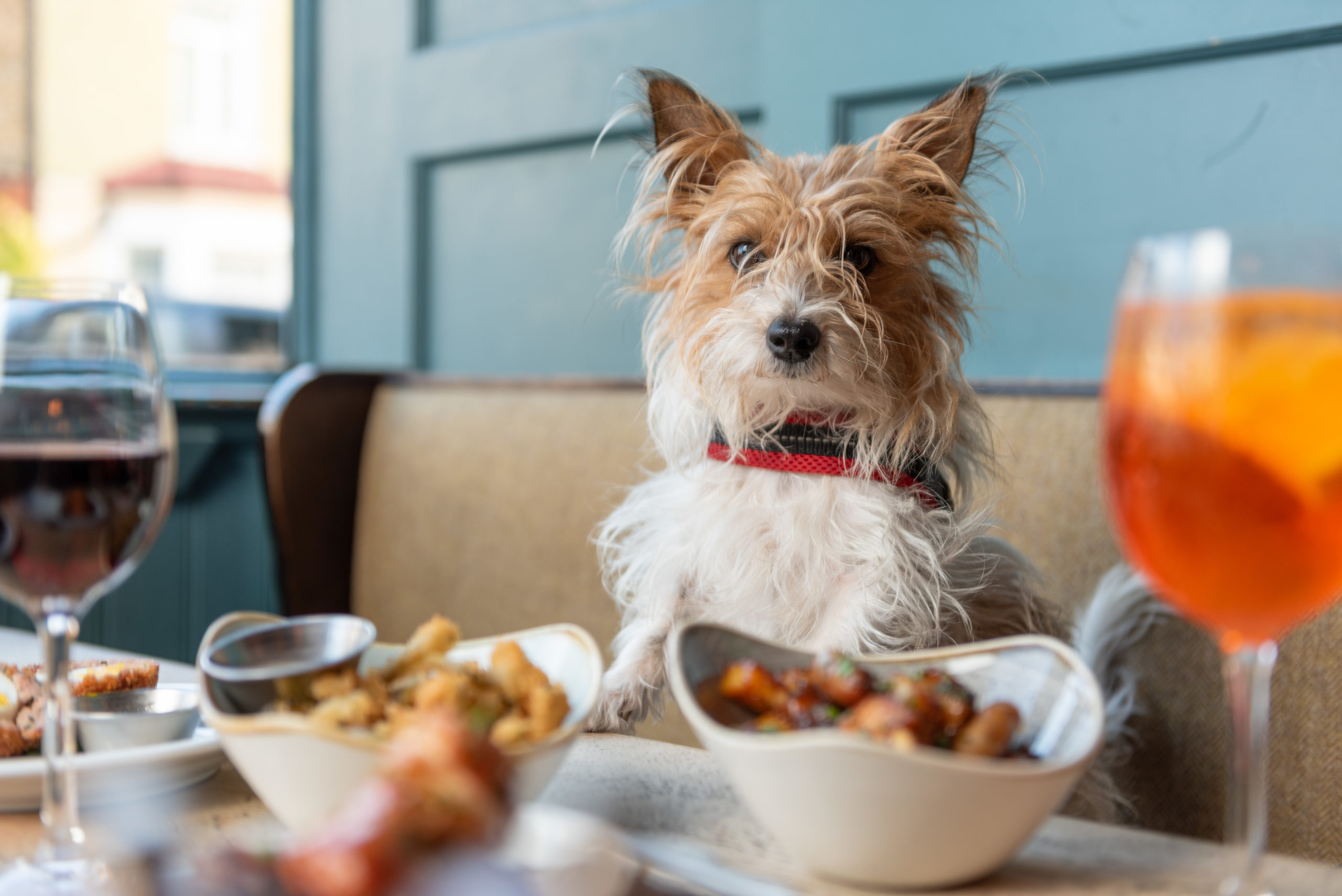 Book Dinner And Bring Your Doggy With WagIt